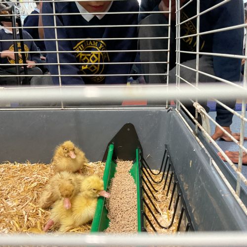 Ducklings