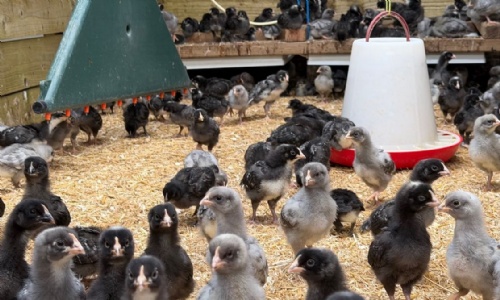 photo of the chicks