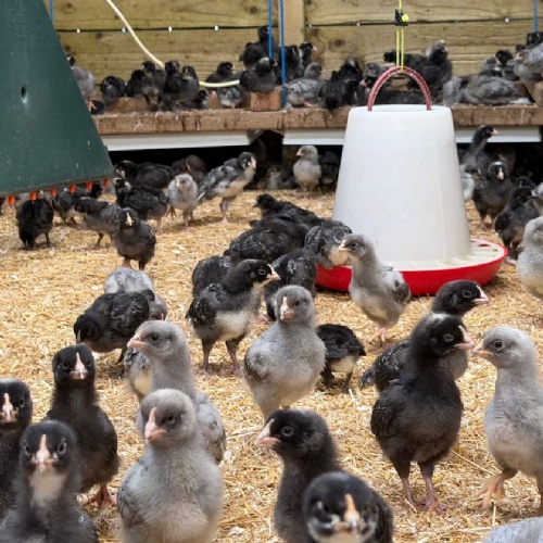 photo of the chicks